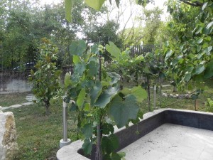 giardino dettaglio