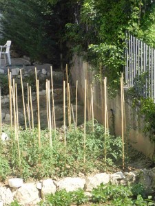 orto km0 (4)